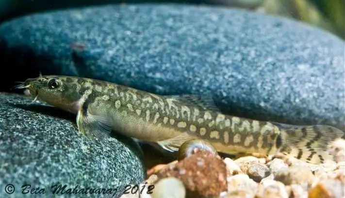 Mesonoemacheilus herrei photo