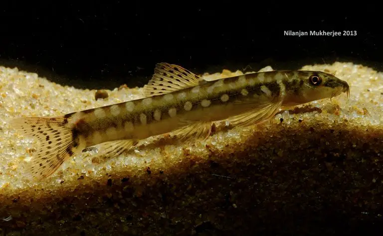 Mesonoemacheilus guentheri photo