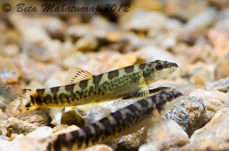 Mesonoemacheilus petrubanarescui photo