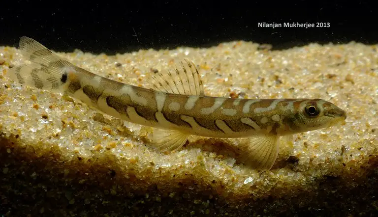 Mesonoemacheilus triangularis photo