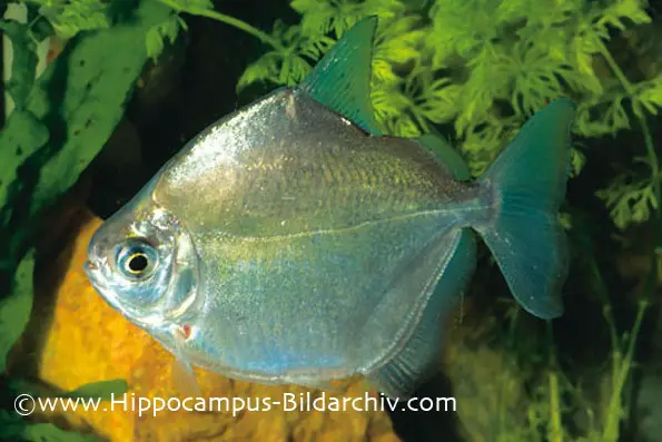 Metynnis argenteus photo