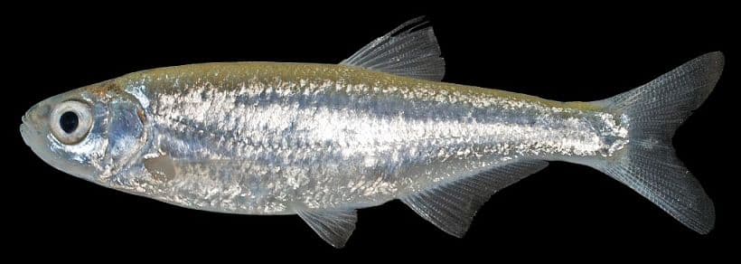 Metzia bounthobi photo