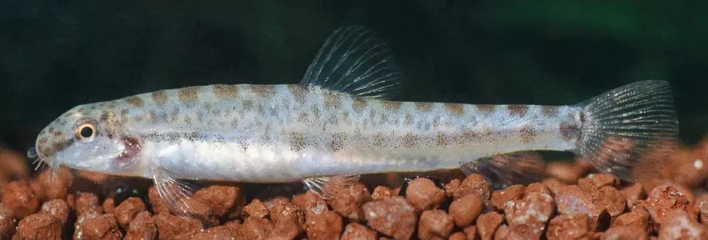 Microcobitis misgurnoides photo