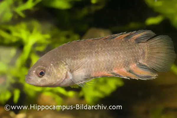 Microctenopoma ansorgii photo