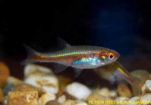 Microrasbora cf. rubescens photo