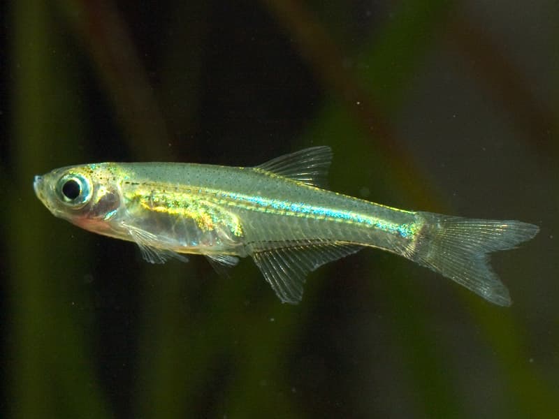 Microdevario gatesi photo