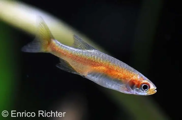 Microrasbora rubescens photo