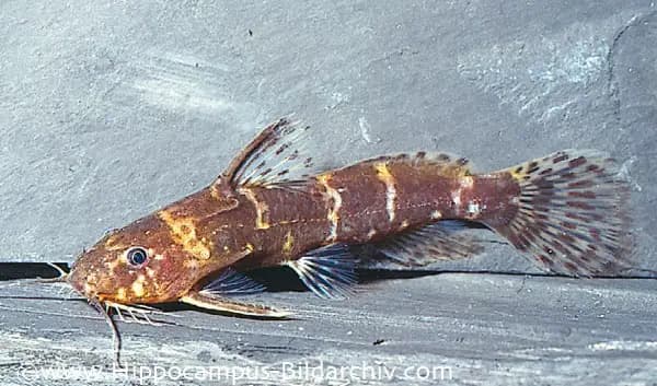 Microsynodontis batesii photo