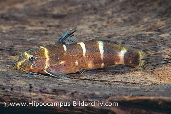 Microsynodontis polli photo