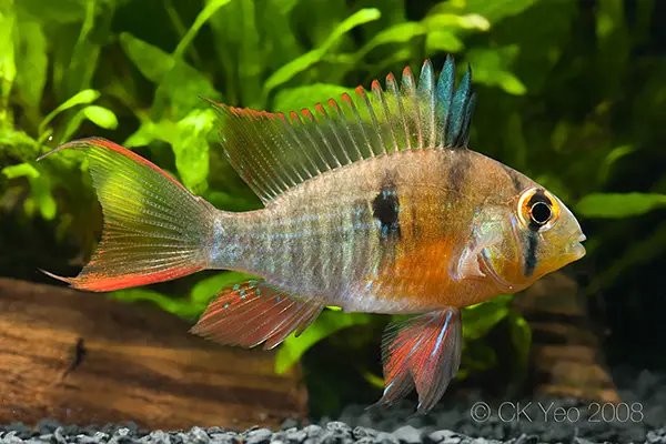 Mikrogeophagus altispinosus photo