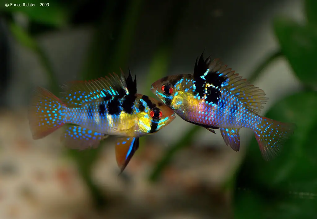 Mikrogeophagus ramirezi photo