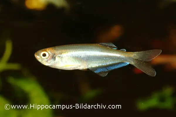 Mimagoniates microlepis photo