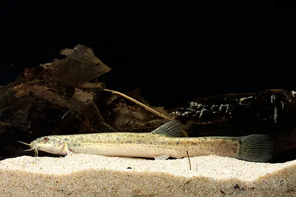 Misgurnus anguillicaudatus photo