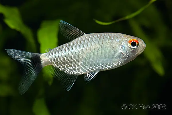Moenkhausia sanctaefilomenae photo