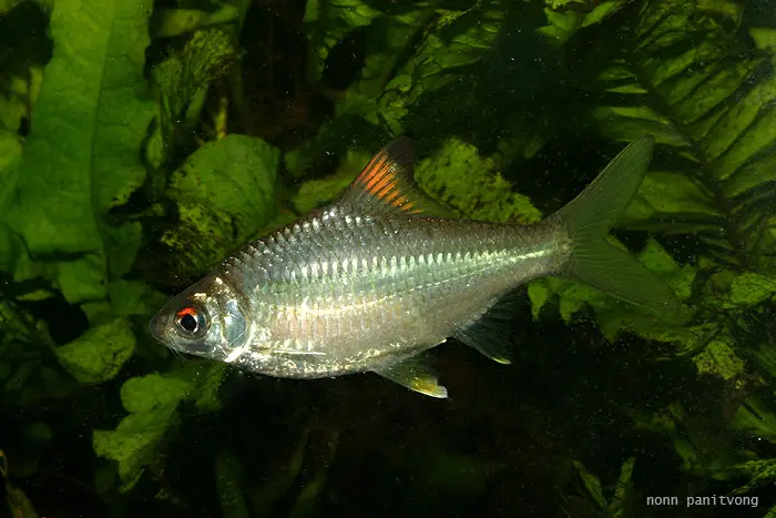 Mystacoleucus argenteus photo