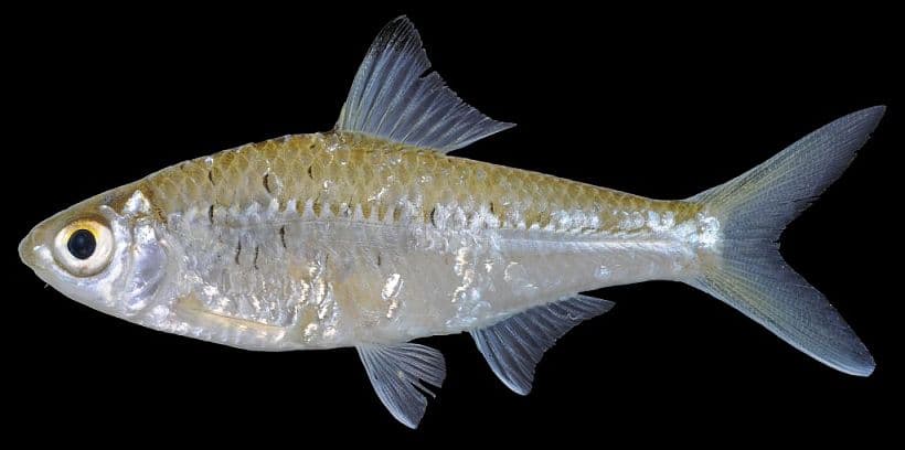 Mystacoleucus lepturus photo