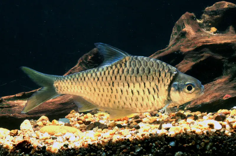 Mystacoleucus obtusirostris photo