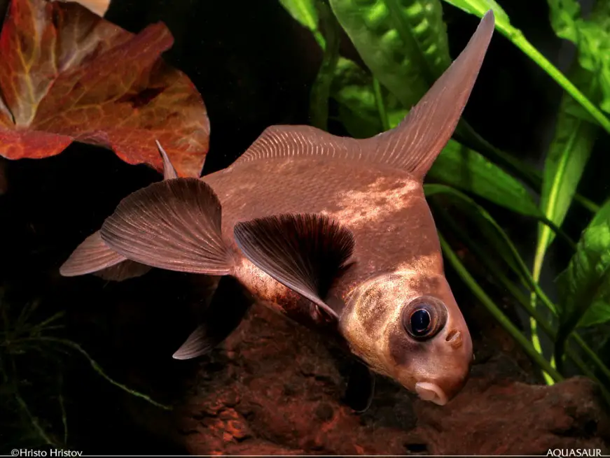 Myxocyprinus asiaticus photo