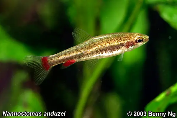 Nannostomus anduzei photo