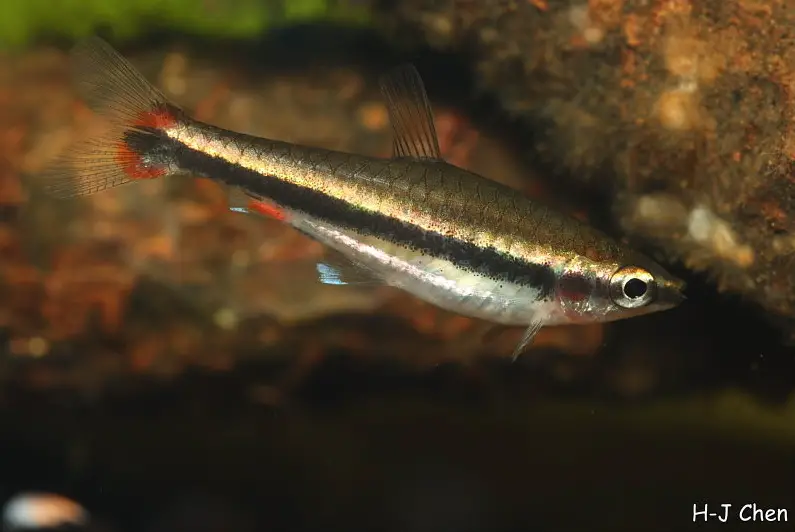 Nannostomus beckfordi photo