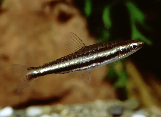 Nannostomus digrammus photo