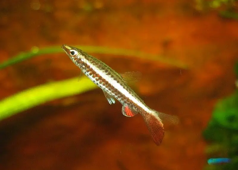 Nannostomus eques photo