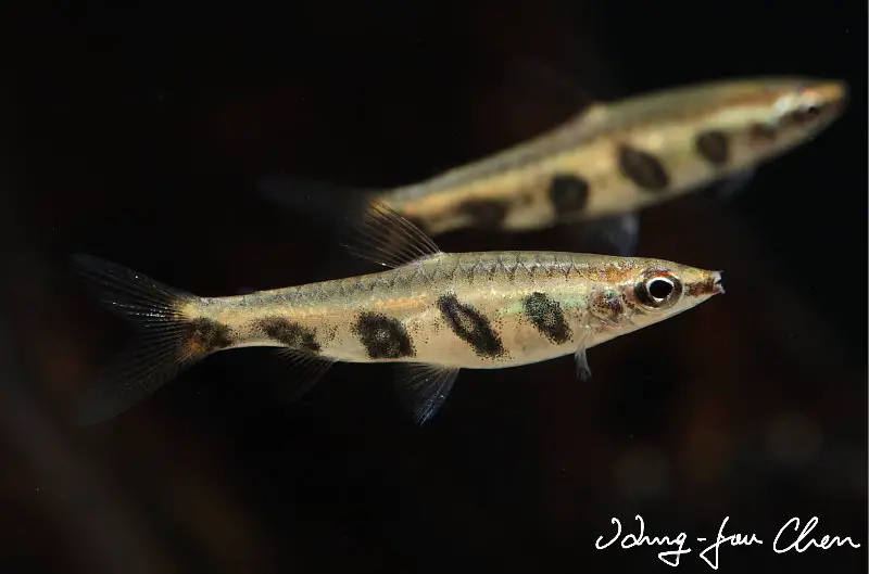 Nannostomus espei photo