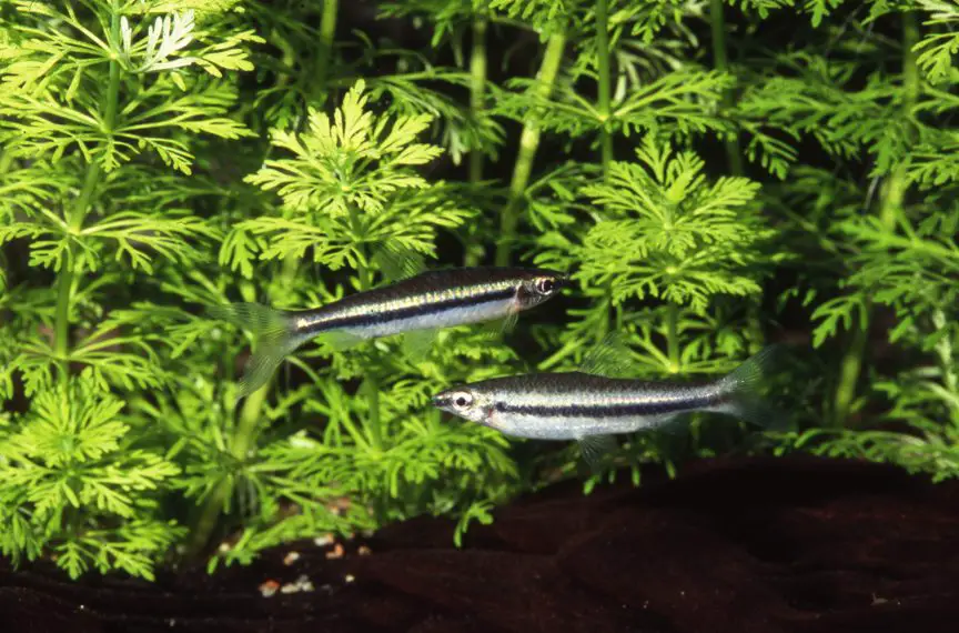 Nannostomus grandis photo