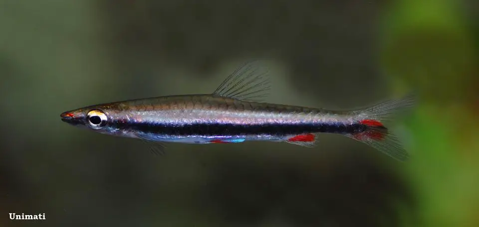 Nannostomus harrisoni photo