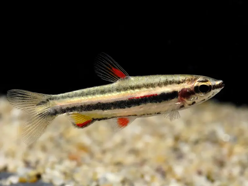 Nannostomus marginatus photo