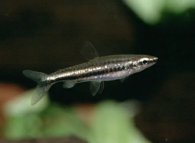 Nannostomus marilynae photo