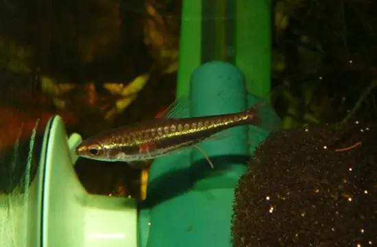 Nannostomus minimus photo