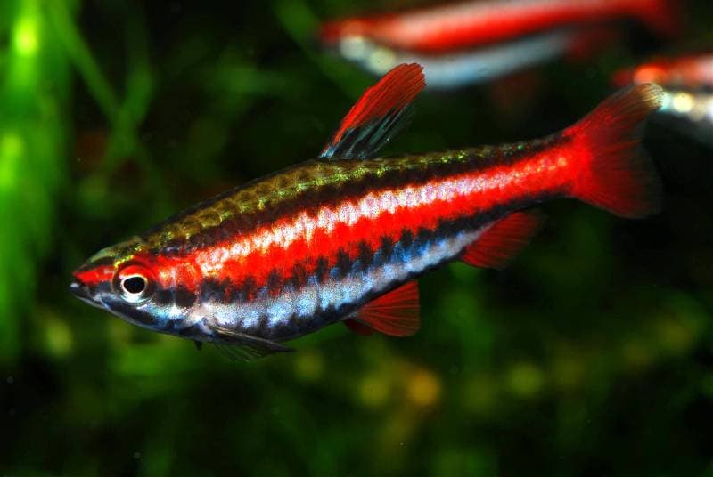 Nannostomus mortenthaleri photo
