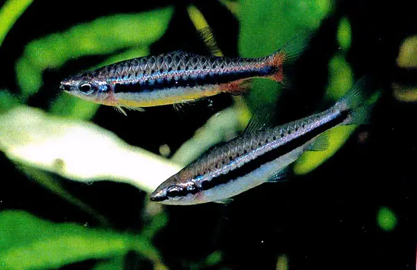 Nannostomus nitidus photo