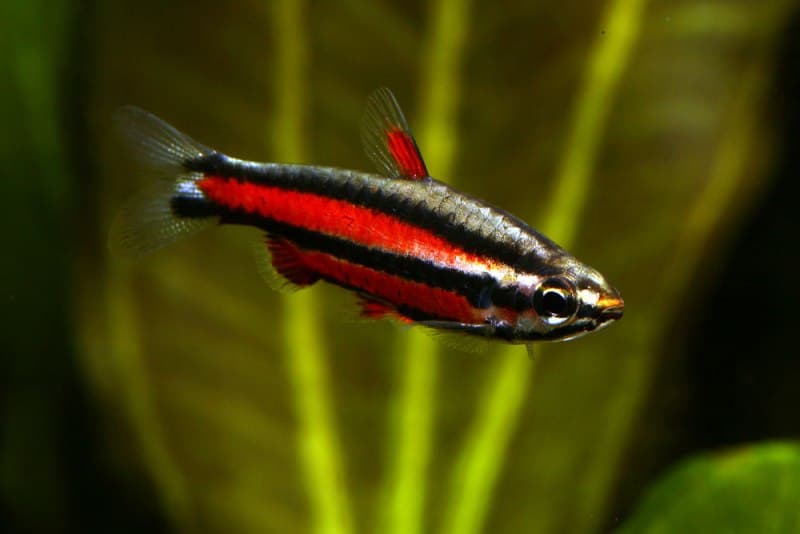 Nannostomus rubrocaudatus photo