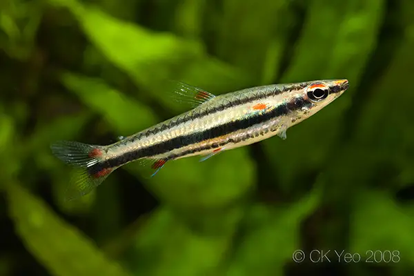 Nannostomus trifasciatus photo