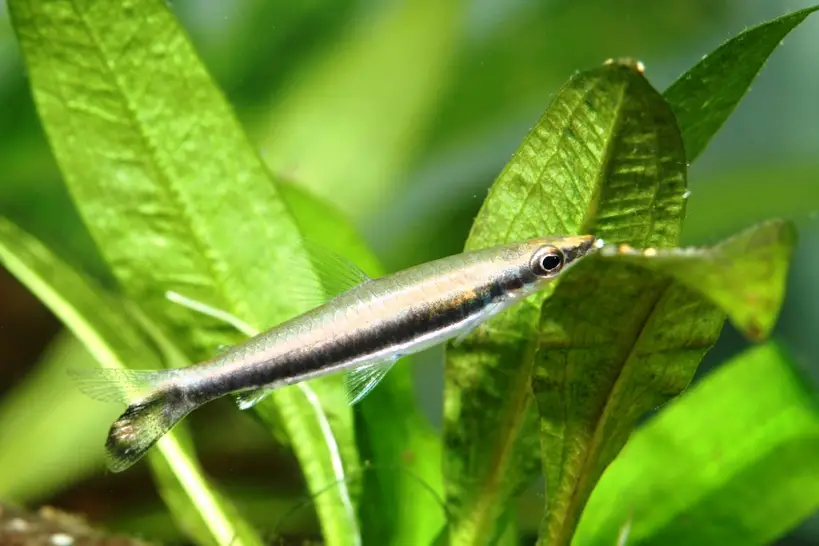 Nannostomus unifasciatus photo