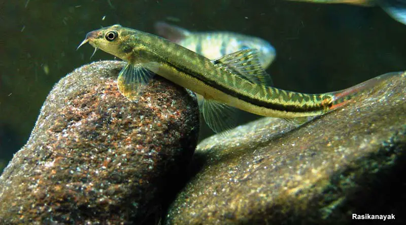 Nemacheilus anguilla photo