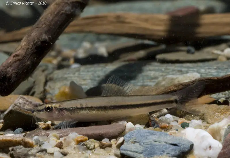 Nemacheilus binotatus photo