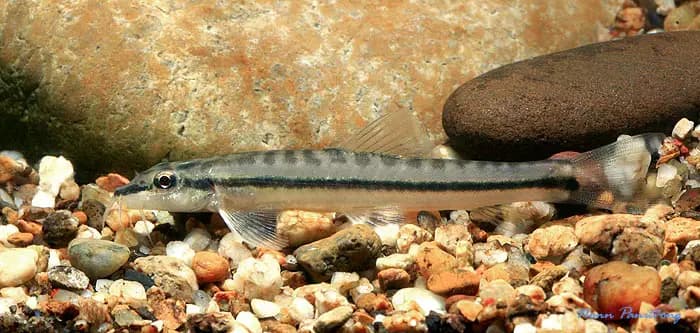 Nemacheilus longistriatus photo