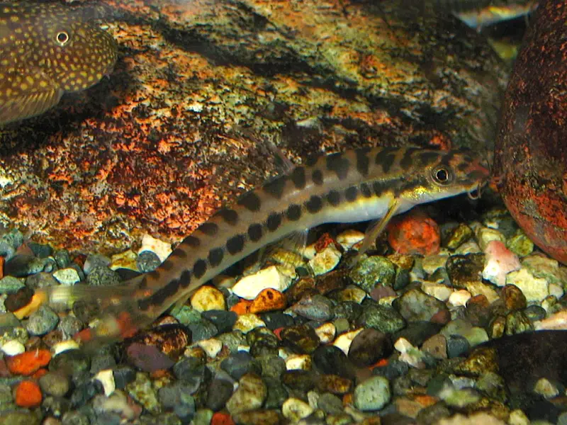 Nemacheilus masyae photo