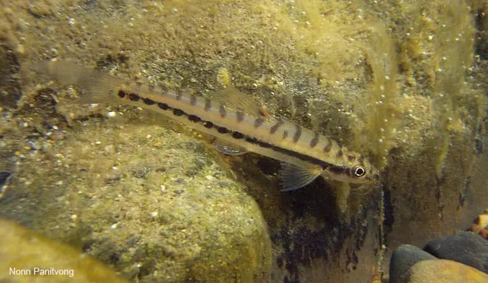 Nemacheilus pallidus photo