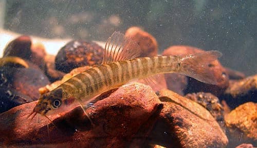 Nemacheilus platiceps photo