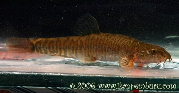 Schistura polytaenia photo