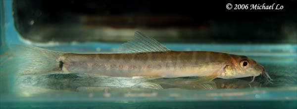 Nemacheilus saravacensis photo