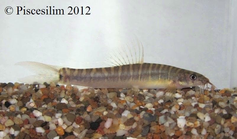 Nemacheilus selangoricus photo