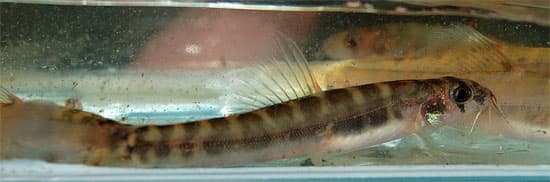 Nemacheilus spiniferus photo