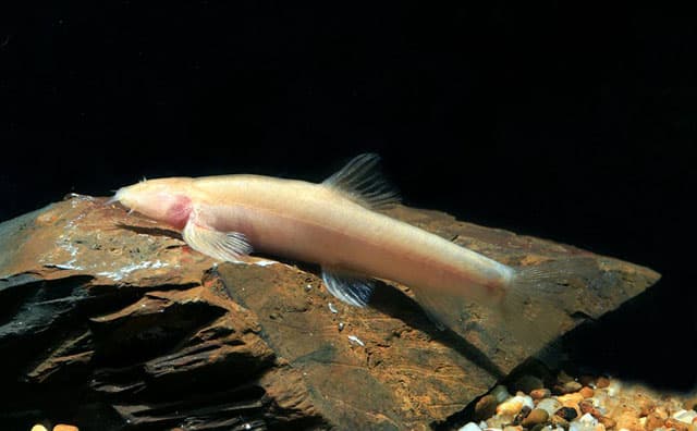 Nemacheilus troglocataractus photo