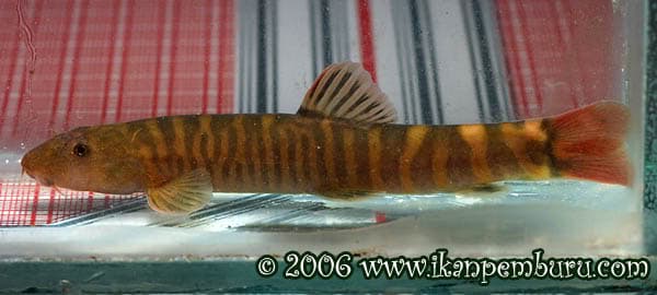 Schistura yingjiangensis photo