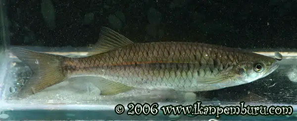 Nematabramis alestes photo